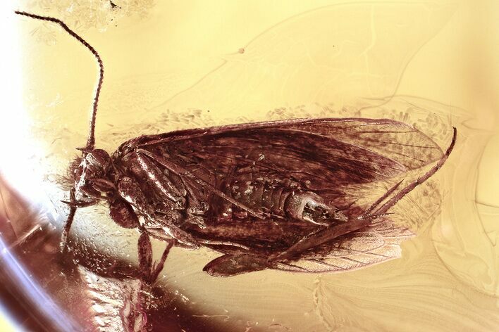 Detailed Fossil Moth (Lepidoptera) in Baltic Amber #381217